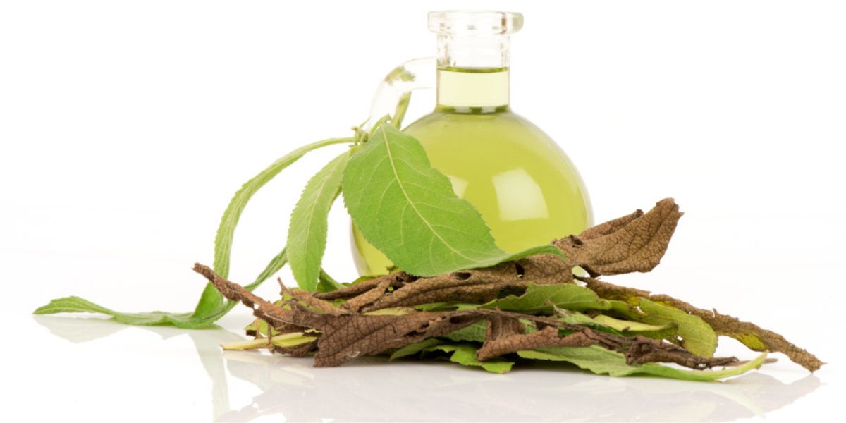 Beneficial Camphor oil in a bottle with green and dried leaves